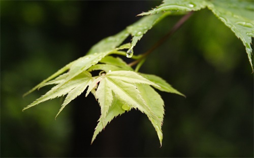 扑克牌设计,扑克牌起源于哪里?
